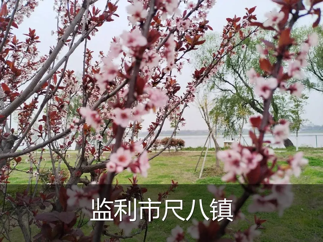 监利市尺八镇